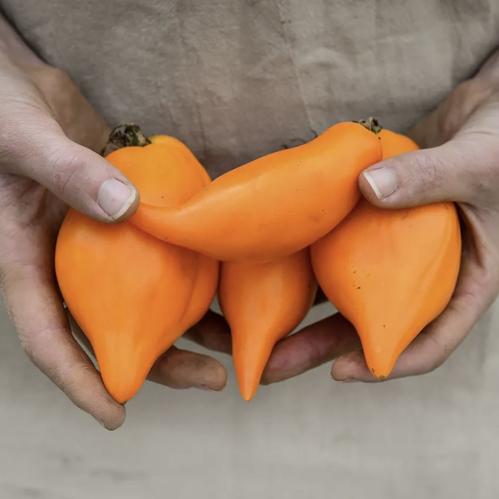 طماطم بينوكيو - Pinocchio Tomato