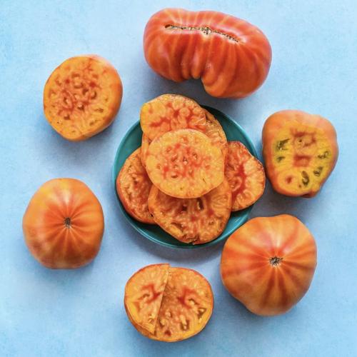 طماطم الميدالية الذهبية - Gold Medal Tomato