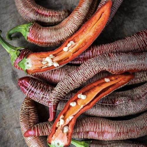 فلفل حار مقدوني رضا - Rezha Macedonian Hot Pepper