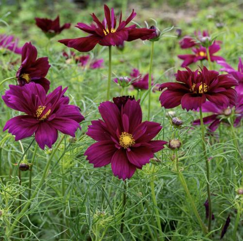 كوزموس فاندانغو - Cosmos Fandango