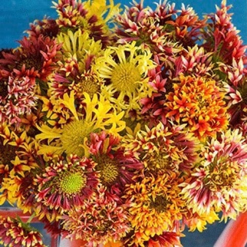 مكس عنبر كشمير دبل الغروب - Double Sunset Gaillardia