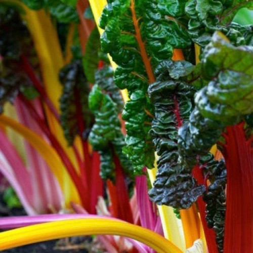 سلق الأضواء الساطعة - Chard Bright Lights