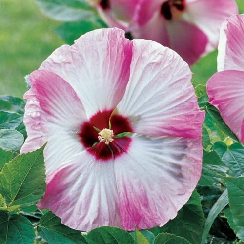 هبيسكس الدوامة الوردية - Pink Swirl Hibiscus