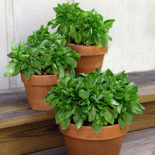 ريحان كاميو الورقة الكبيرة القزمي - Italian Cameo Basil