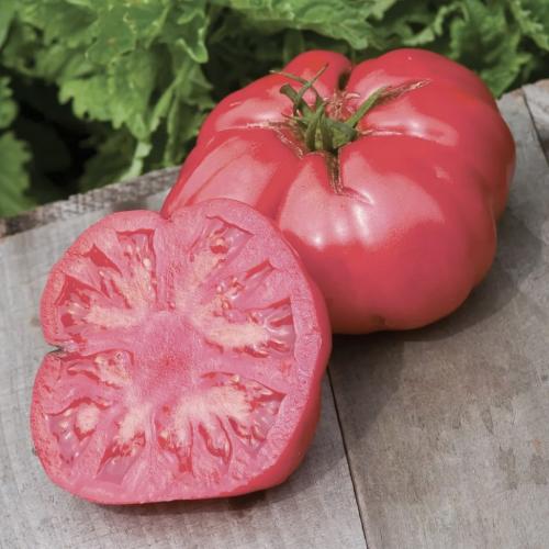 طماطم قزوين الوردي - Caspian Pink Tomato
