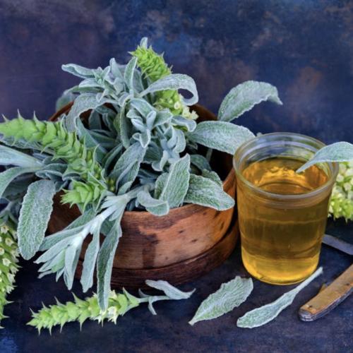 نعناع شاي الجبل اليوناني - Greek Mountain Tea Mint