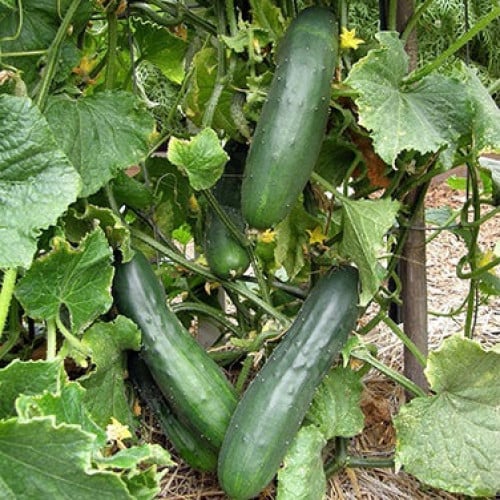 خيار باتي ماركت مور - Cucumber Patty’s Marketmore