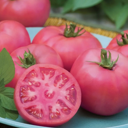 طماطم الوردي الكبير - Big Pink Tomato