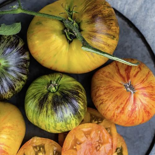 طماطم حلم أليس - Alice's Dream Tomato