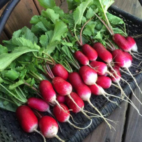 فجل الإفطار الفرنسي - French Breakfast Radishes Petit Dejeuner