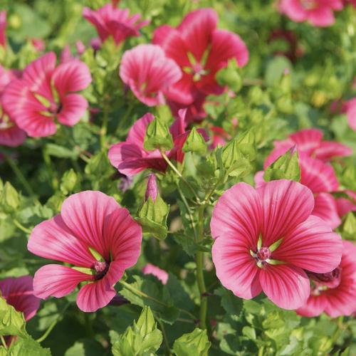 خيزل البركان - Malope Vulcan