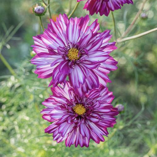 كوزموس مزدوج بنفسجي - Cosmos Double Click Bicolor Violet