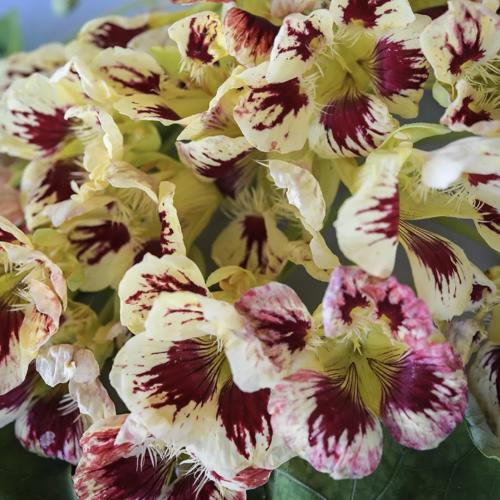 أبو خنجر كريم الأوركيد - Orchid Cream Nasturtium