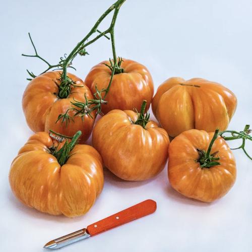 طماطم الجاز البرتقالي - Orange Jazz Tomato