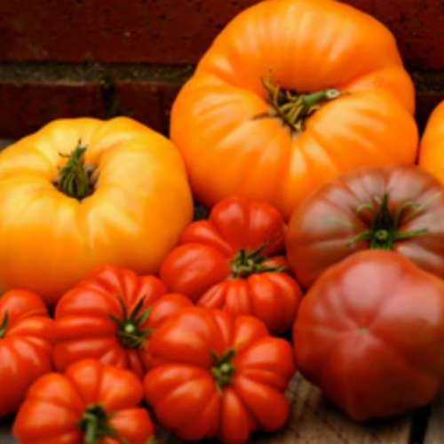 مكس طماطم وليمة الصيف - Summer Feast Tomatoes