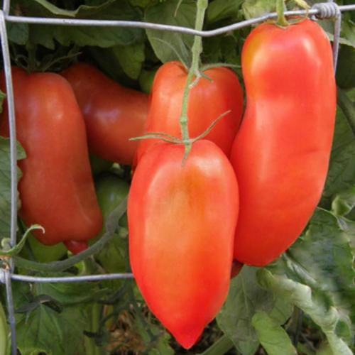 طماطم روما بومبي - Pompeii “Roma” Sauce Tomato