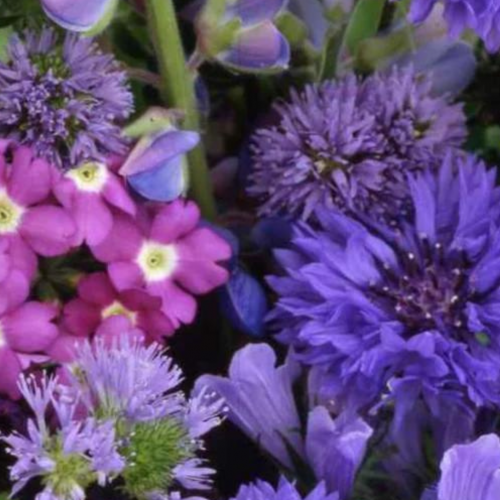 مكس زهور زرقاء -  Blue Flower Mix