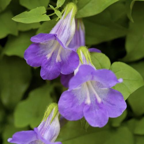 أسارينا السماء الزرقاء - Asarina Sky Blue