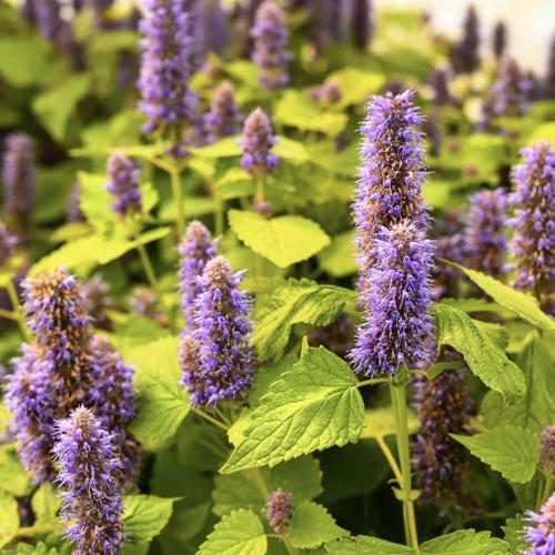 أغستاش اليوبيل الذهبي الزوفا الكورية - Golden Jubilee Korean Hyssop Agastache