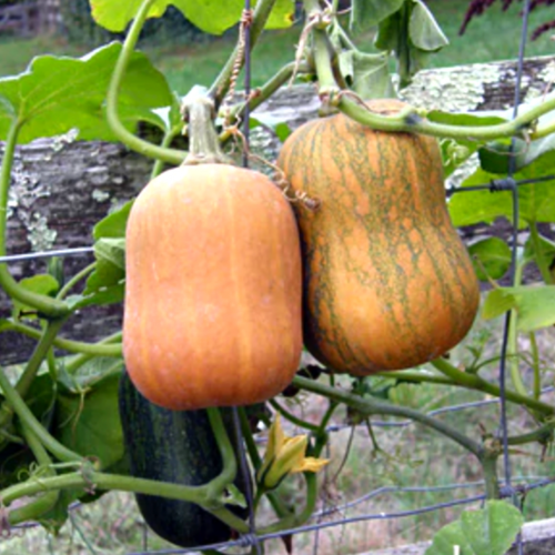 قرع عسلي صغير - Baby Honey Nut Squash