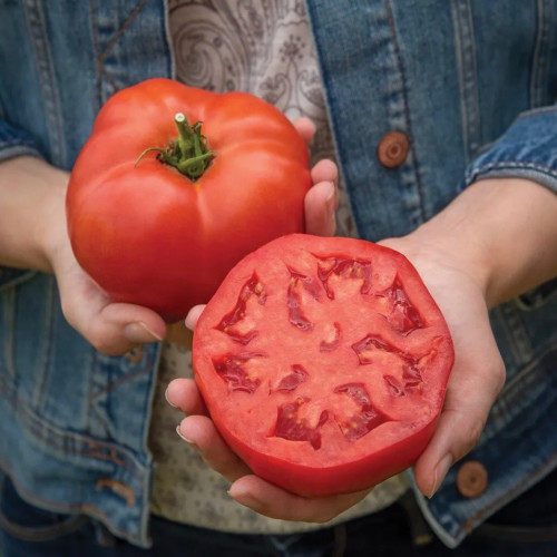 طماطم الثور - Bodacious Tomato