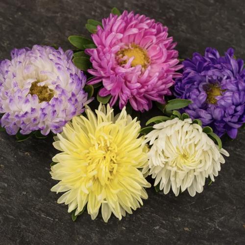 أستر مزيج الكمال العملاق - Giant Perfection Mix Aster