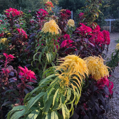 أمارانث - Cinco De Mayo Amaranth