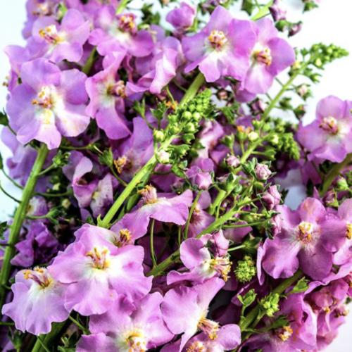 آذان الدب الوردة العتيقة - Antique Rose Mullein