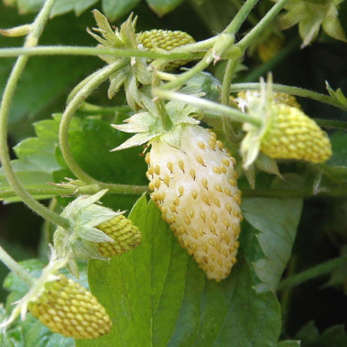 فراولة الأناناس - Alpine Strawberries Pineapple