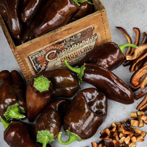 فلفل الشوكولاتة الحلو - Sweet Chocolate Pepper