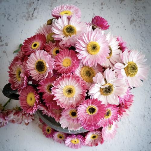 أقحوان الظلال الوردية - Pink Shades Paper Daisy