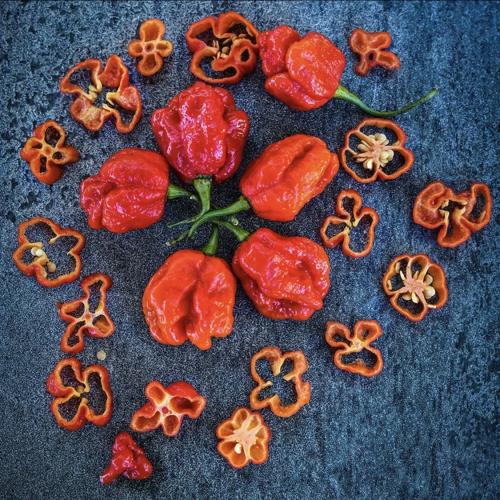 فلفل حلو موروجا - Moruga Sweet Pepper