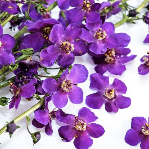 آذان الدب بنفسجي - Violetta Mullein