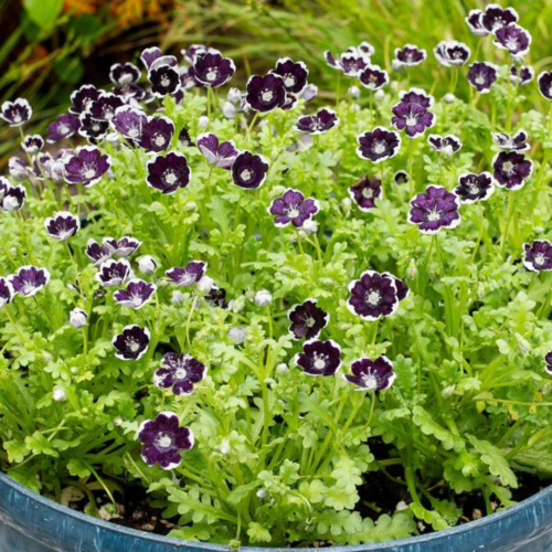 نيموفيلا العملة المعدنية السوداء - Penny Black Nemophila