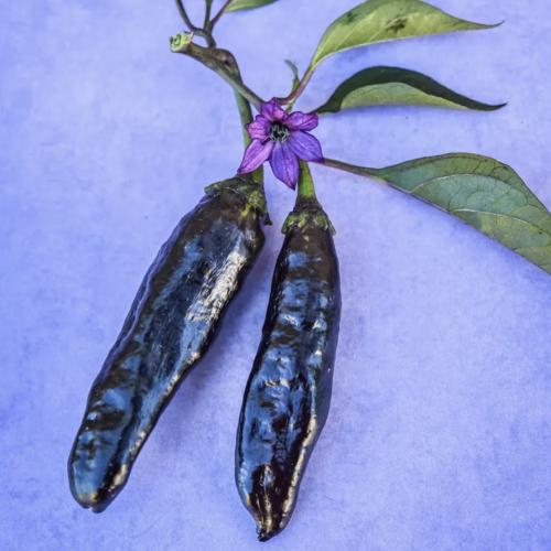 فلفل حلو موراساكي الأرجواني - Murasaki Purple Sweet Pepper
