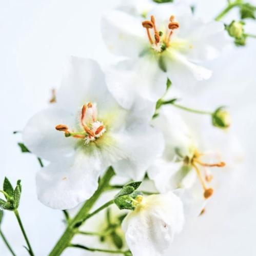 آذان الدب العروس البيضاء - White Bride Mullein