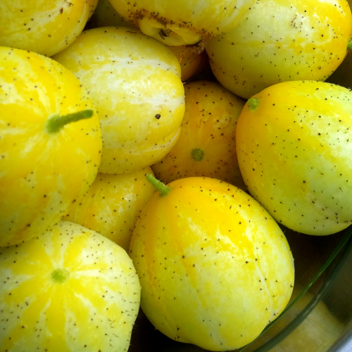 خيار الليمون - Lemon Cucumbers