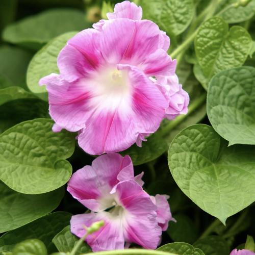 مجد الصباح توتو - Tutu Morning Glory