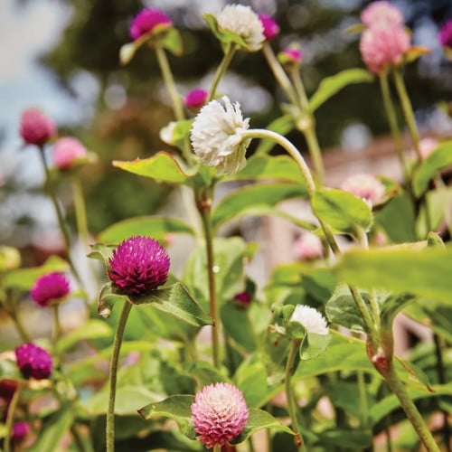 مكس جومفرينا - Gomphrena QIS Mix