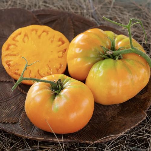 طماطم كنتاكي - Kentucky Beefsteak Tomato