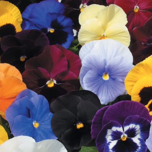 مكس بانسي الأطلس - Atlas Pansy Mix