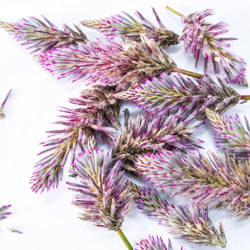 عشب ماتيلدا - Matilda Grass