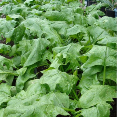 سبانخ يابانية العملاق الشرقي - Japanese Spinach Or...