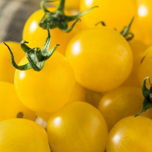 طماطم الذهب الحلو الكرزي - Sweet Gold Cherry Tomato