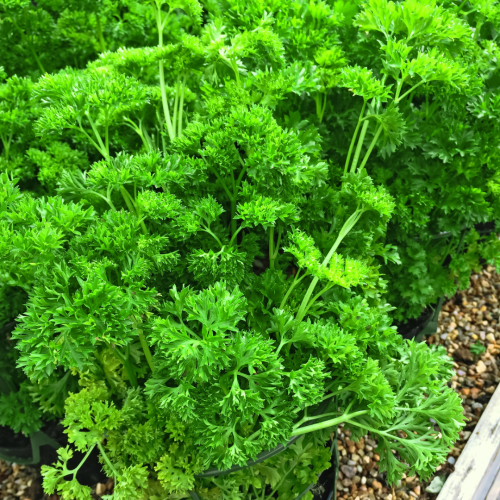 بقدونس مجعد - Sweet Curly Parsley