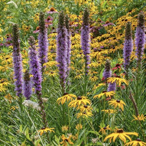 النجم المشتعل - Blazing Star