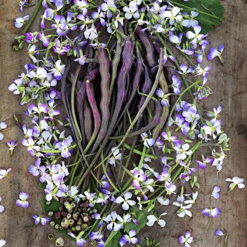 فجل ذيل الجرذ الأحمر - Red Rat's Tail Radish