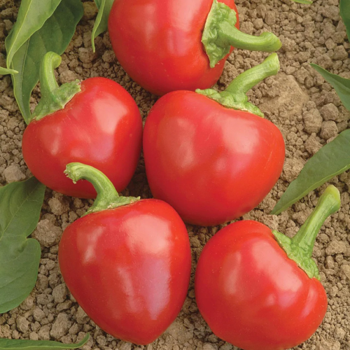 فلفل كرزي حار كبير - Large Red Hot Cherry Pepper