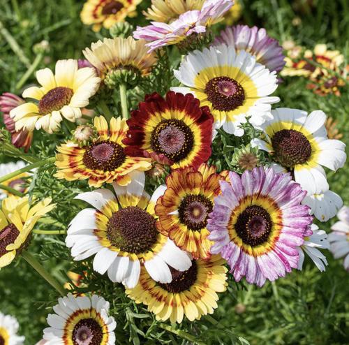 مكس أقحوان مطلي قوس المطر - Painted Daisy Rainbow Mix