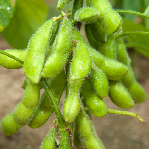 ادامامي - Edamame